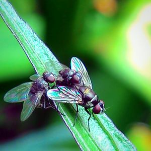 Close-up of insect on leaf