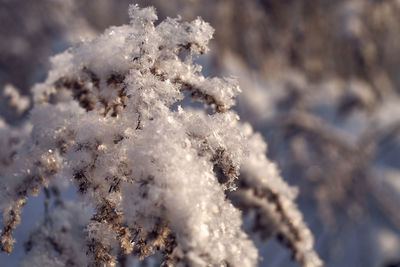 Close-up of snow covered plant