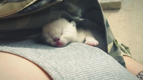 Close-up of cat sleeping