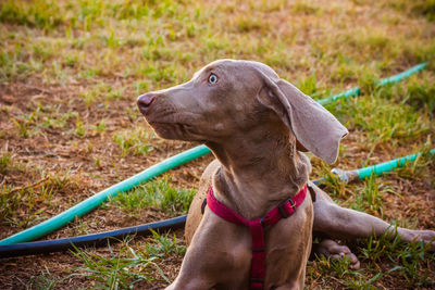 Dog standing on grass