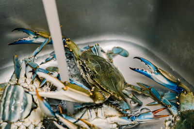 High angle view of fish in container