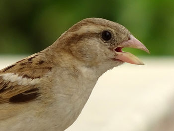 Close-up of bird perching outdoors