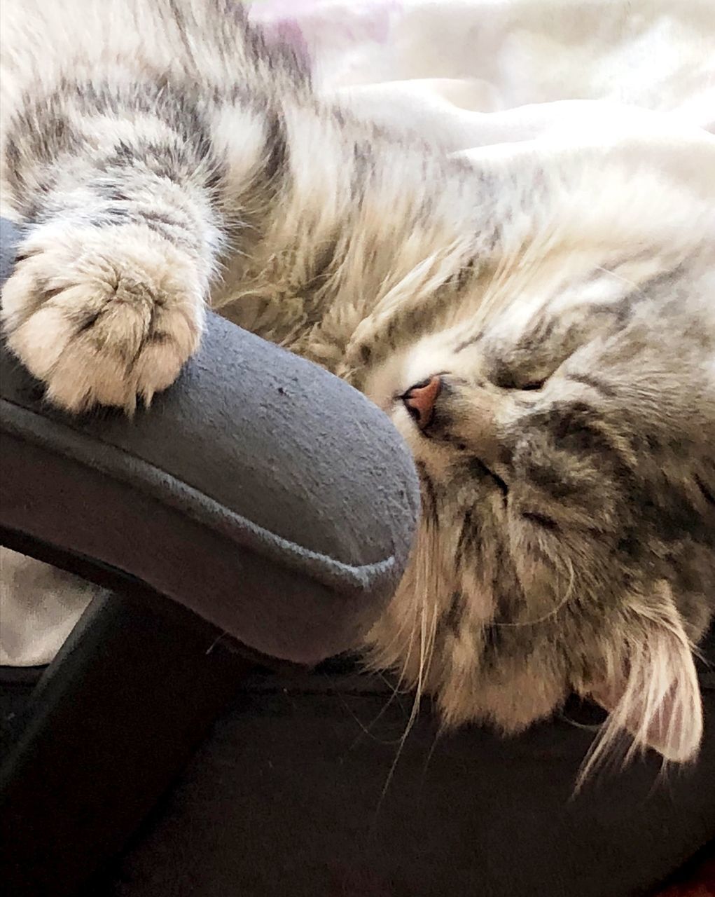 CLOSE-UP OF CAT SLEEPING IN A DOG