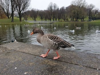 Ducks on a lake