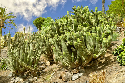 Polaskia chichipe commonly known as chichipe, in la oliva, fuerteventura one of the canary islands