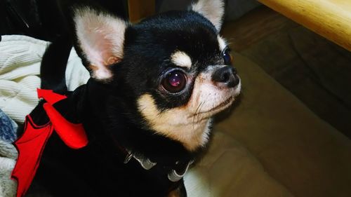 Close-up portrait of a dog at home