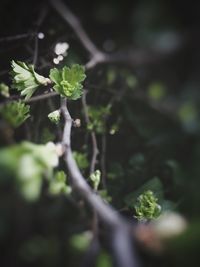 Close-up of fresh green plant