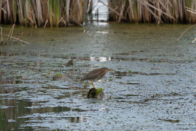 View of bird drinking water from lake