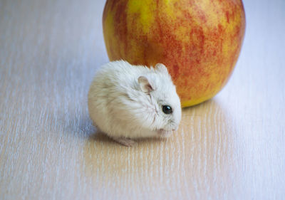 Close-up of apple on table