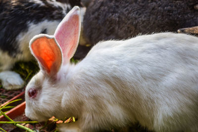 Close-up of sheep