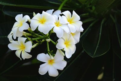 Close-up of white flowers