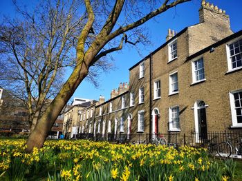 Sunny spring day view of houses with daffodils in the foreground in cambridge uk