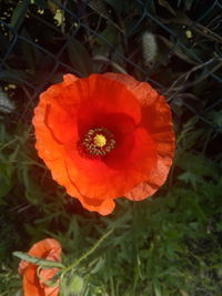 Close-up of orange poppy flower on field