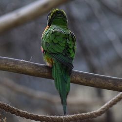 Close-up of parrot perching on branch