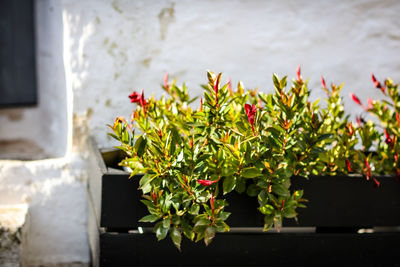 Close-up of potted plant