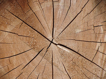 Full frame shot of tree stump