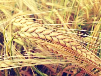 Close-up of wheat growing in field