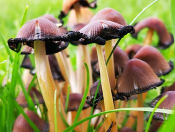 Close-up of mushrooms growing on land