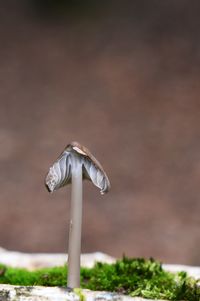 Close-up of mushroom growing on field