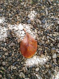 High angle view of pebbles on ground