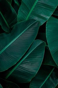 The leaves that the banana plant produces are known as banana leaves. 