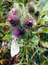 Close-up of thistle blooming outdoors