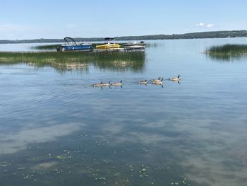 Ducks swimming in lake