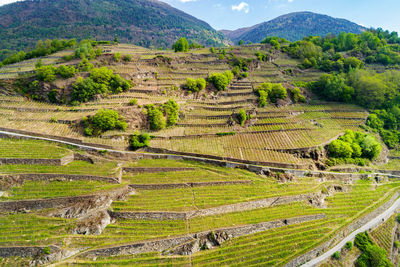 High angle view of agricultural field