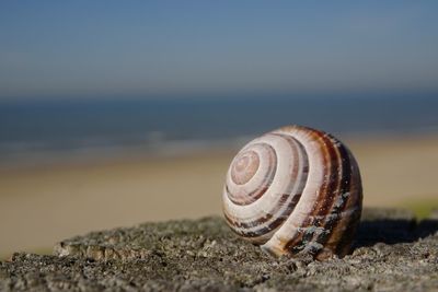 Close-up of seashell on rock