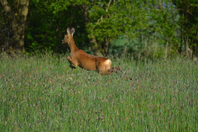 Deer standing on field