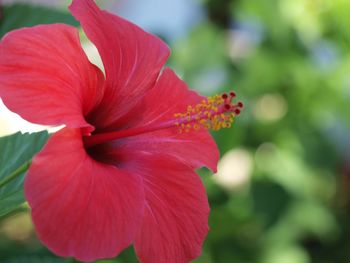 Close-up of red hibiscus flower