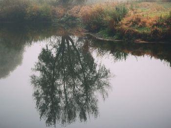 Reflection of trees in calm lake