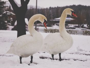 White ducks on snow covered land