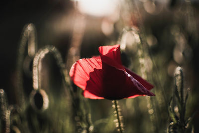 Close-up of red flower