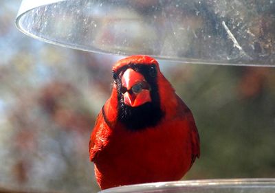 Close-up of bird