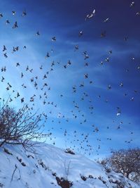 Low angle view of birds flying against blue sky during winter