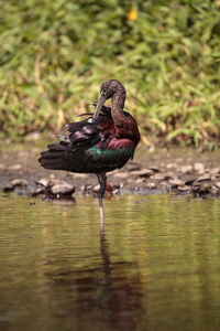 Glossy ibis plegadis falcinellus wades through a marsh and forages for food in the myakka river 