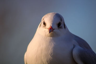 Close-up of a bird