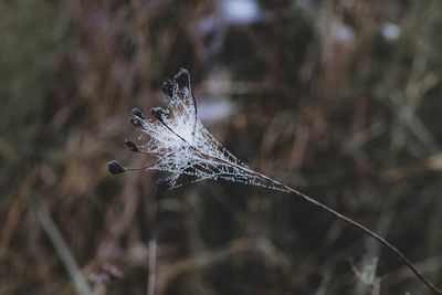 Close-up of spider web on twig