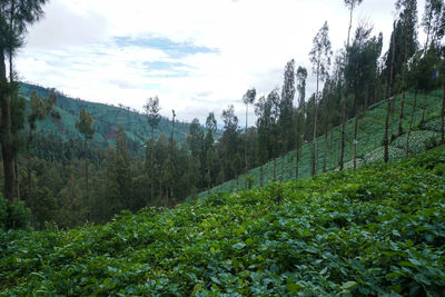 Plants growing on land against sky