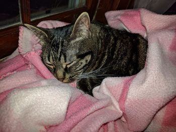 Close-up of cat sleeping on bed at home