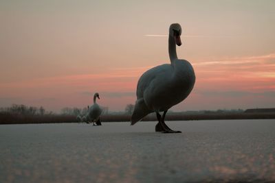 Silhouette of bird in lake at sunset