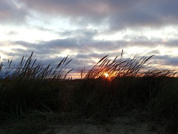 Plants growing on land against sky during sunset