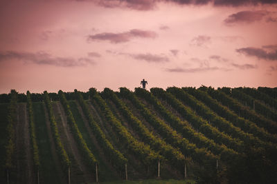 Scenic view of vineyard against sky during sunset