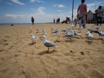 Seagulls on beach