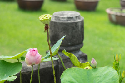 Close-up of lotus bud growing outdoors
