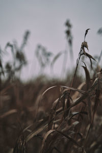 plant
