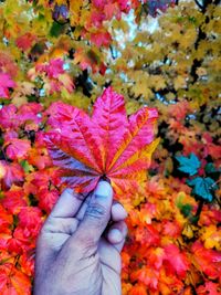 Close-up of hand holding maple leaves