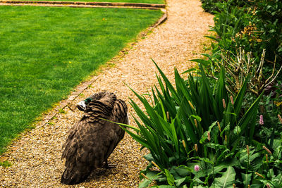 Female peacock on park