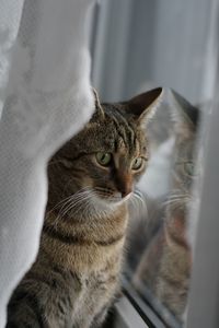 Close-up of cat